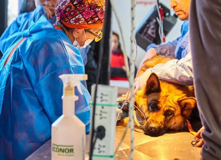 Este viernes se realizará una jornada de castración masiva de perros en Ushuaia  (1)