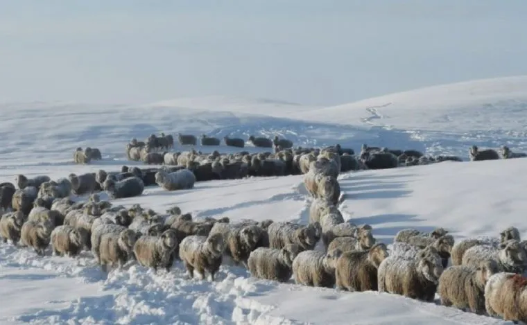Intenso temporal de nieve en Santa Cruz pone en riesgo a la fauna en diversos sectores