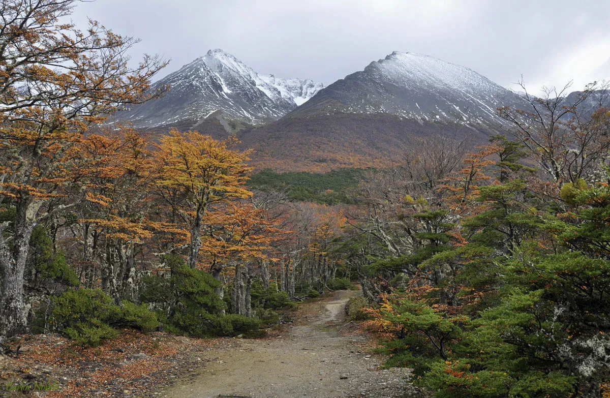 La provincia podría recibir 163 millones de pesos de la Ley de Bosques Nativos